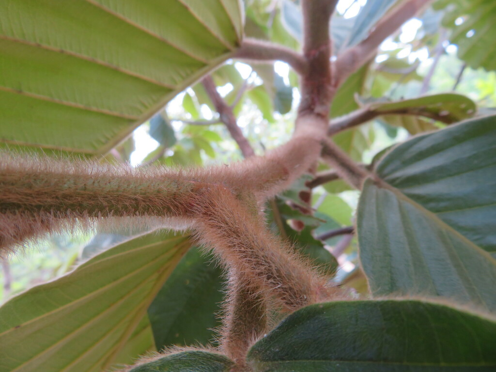 Dipterocarpus from Santi Suk, Doi Lo District, Chiang Mai 50160