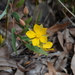 Hibbertia amplexicaulis - Photo (c) Liam Carlier, all rights reserved, uploaded by Liam Carlier
