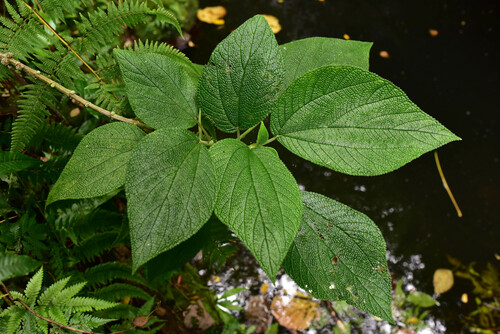 Cypholophus moluccanus