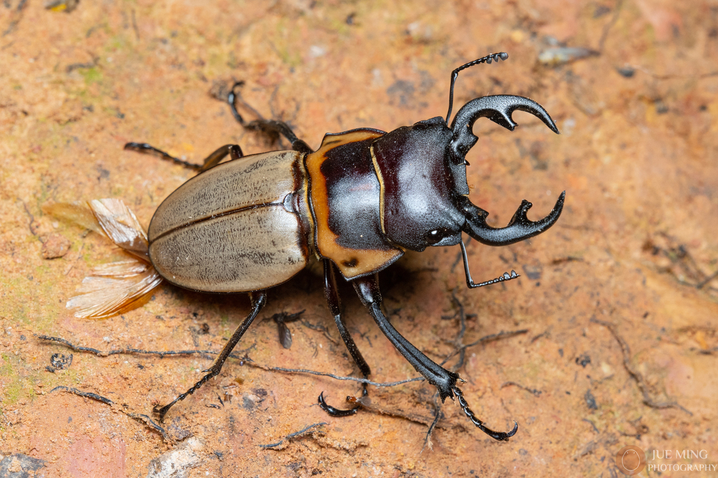 標本 Odontolabis nobuhikoi rare 24mm Tribe Odontolabini · iNaturalist