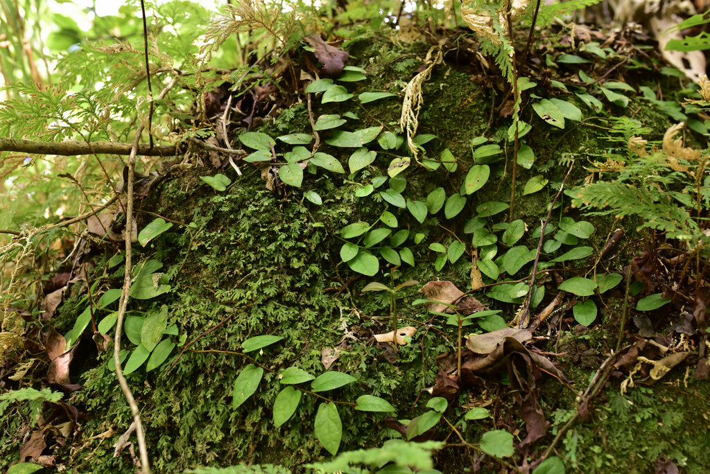 earth ficus capricorn