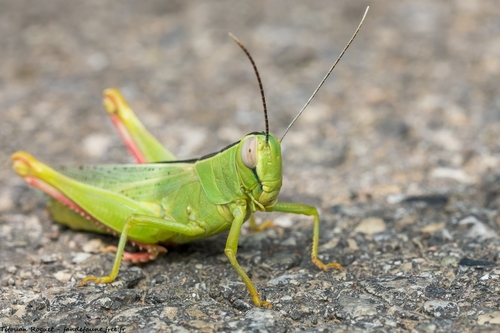 Heteracris pterosticha