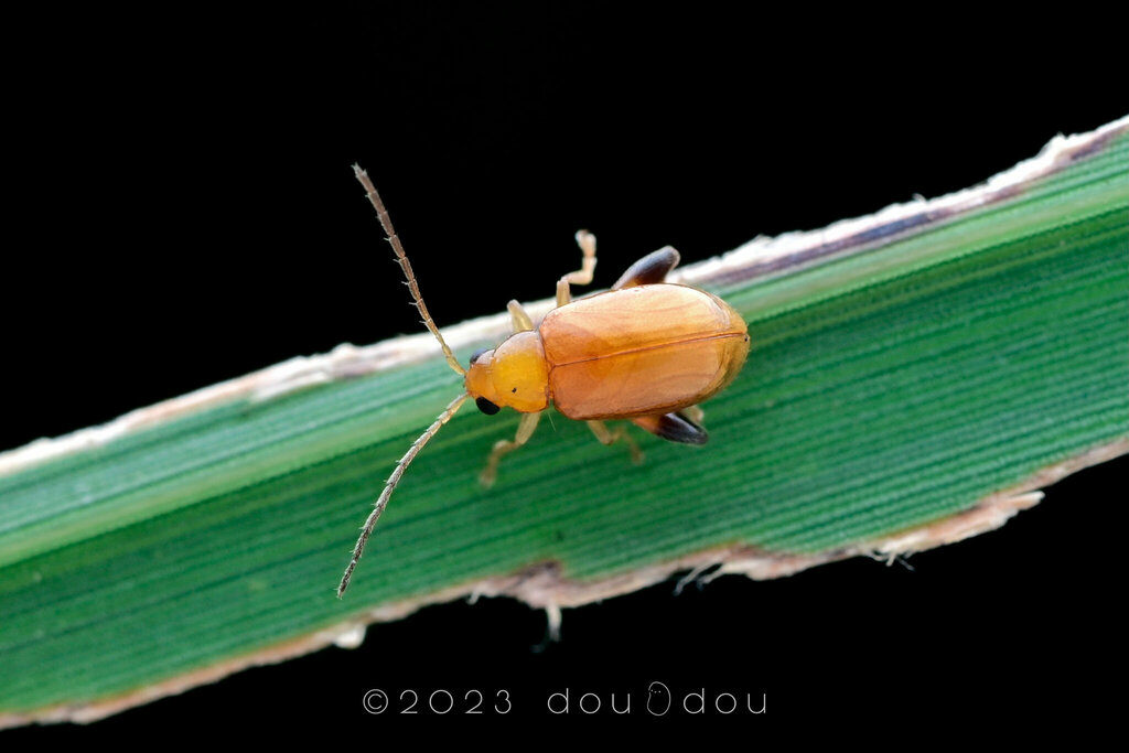 Longitarsus from 中国江苏省南京市江宁区汤山 on August 26, 2023 at 0946 PM by 豆豆