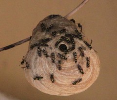 Polybia occidentalis image