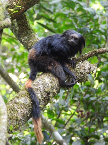 Black Lion Tamarin