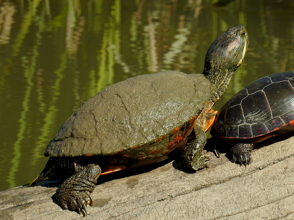 Red-eared Slider from Greenhill Gardens, Wilkesport, Lambton County, ON ...