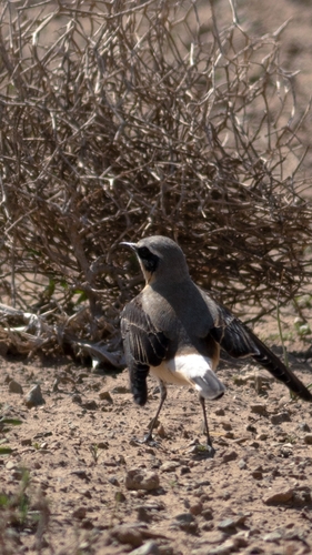 Northern Wheatear