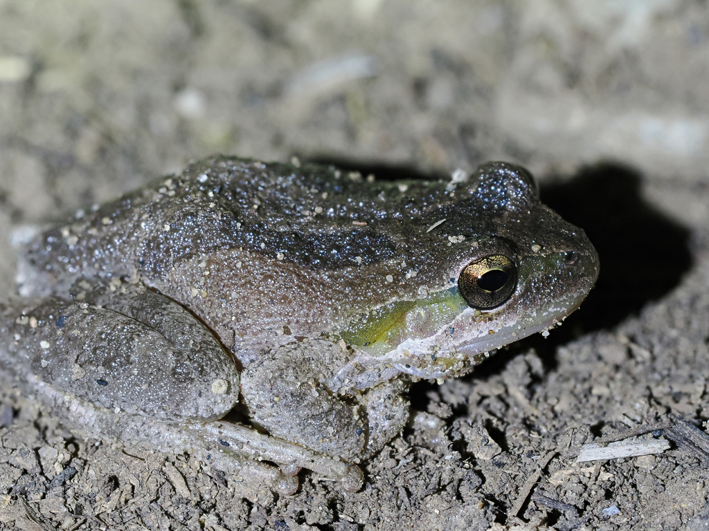 Northern Pacific Tree Frog In September 2023 By Jessecook INaturalist   Large 