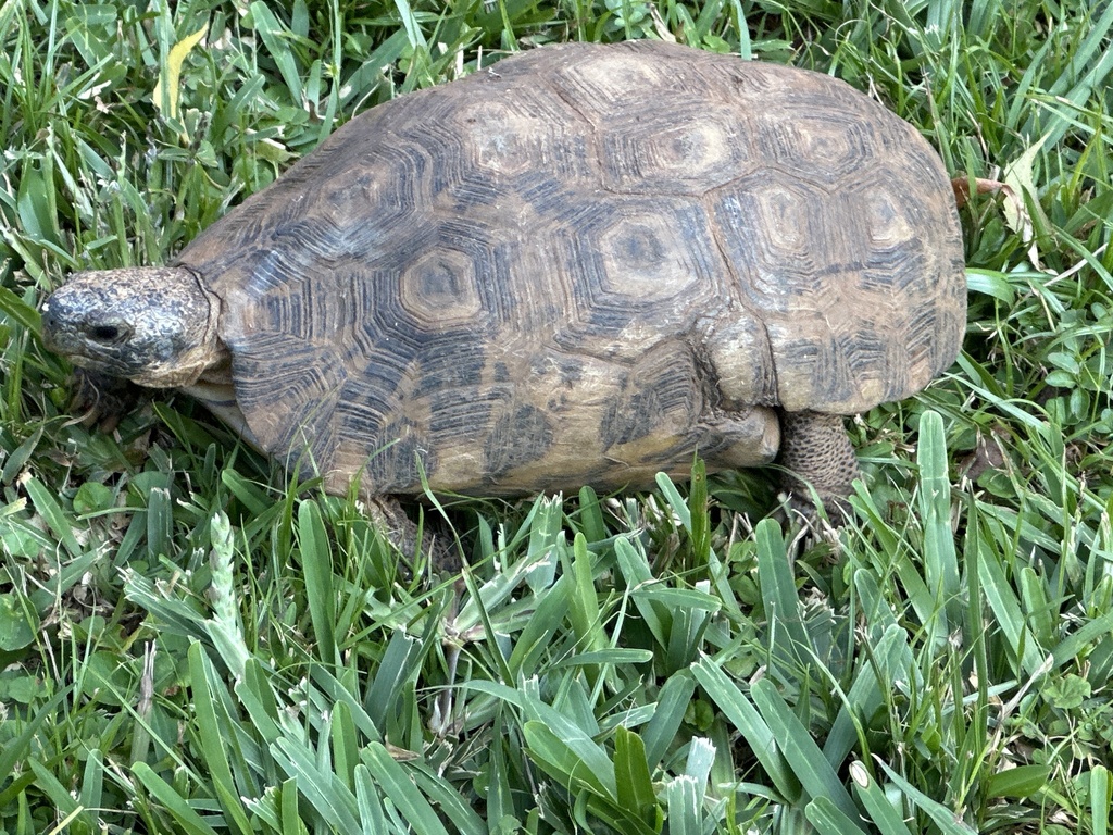 Bell’s Hingeback Tortoise from Gowers Road, Entebbe, Central, UG on ...