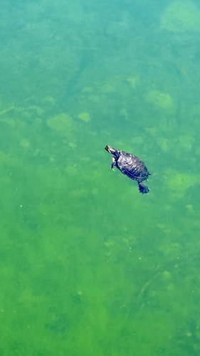 iNaturalist observation photo of Red-eared Slider