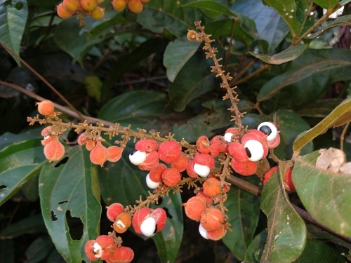 Paullinia stellata