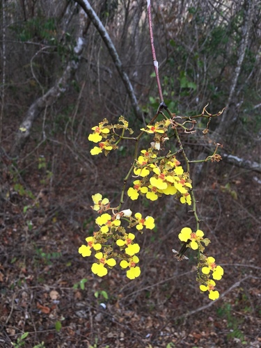Short-Leaved Mule-Ear Orchid