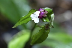 Tradescantia zanonia image