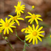 French Groundsel - Photo (c) mjcorreia, all rights reserved, uploaded by mjcorreia