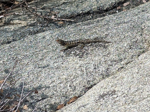 iNaturalist observation photo of Western Fence Lizard