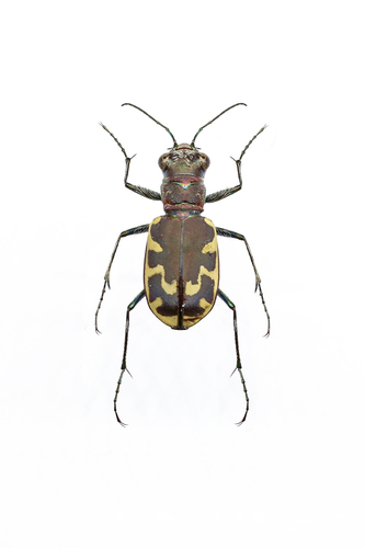 Big Sand Tiger Beetle