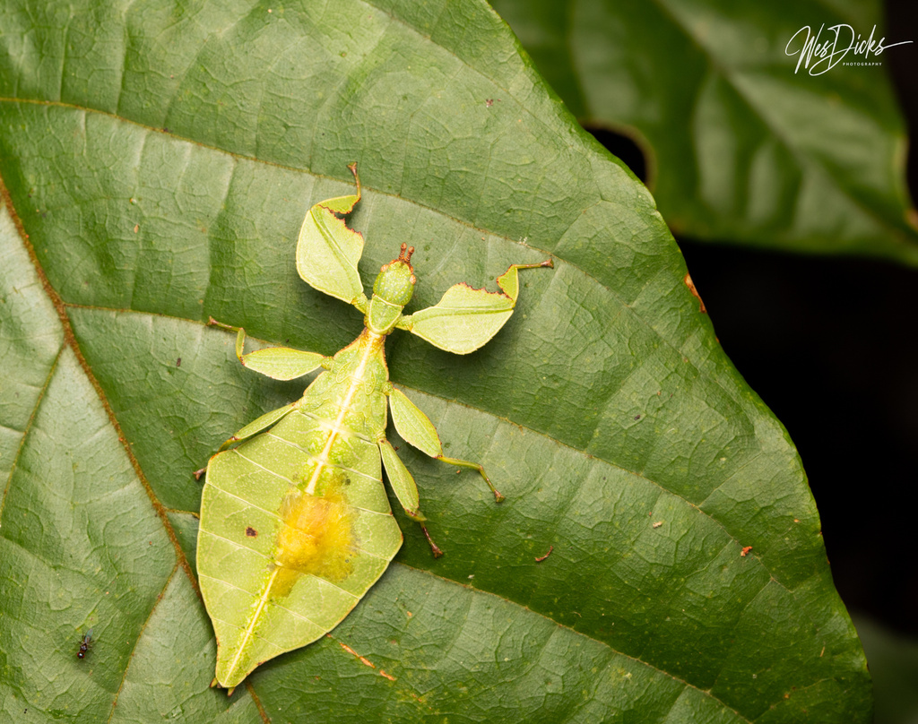 Cryptophyllium from Ko Phuket, Kathu, Phuket, TH on August 9, 2023 at ...