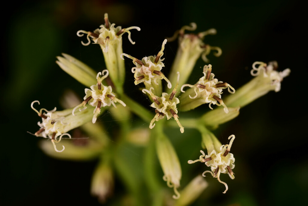 Mikania cordata (Mikania cordata)