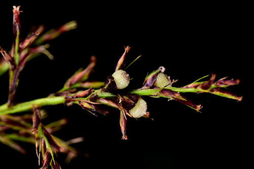 Scleria scrobiculata