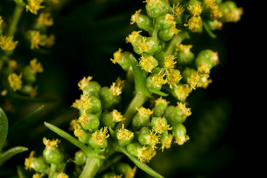 Artemisia japonica (Artemisia japonica)