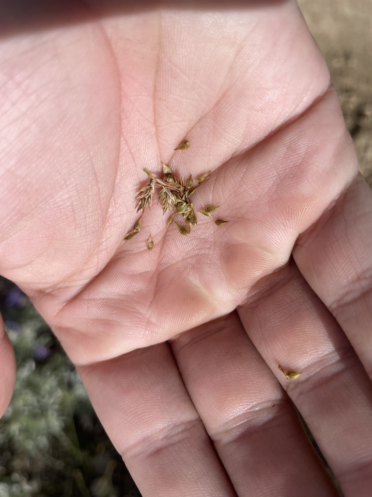 true sedges from Lassen Volcanic National Park, Shingletown, CA, US on