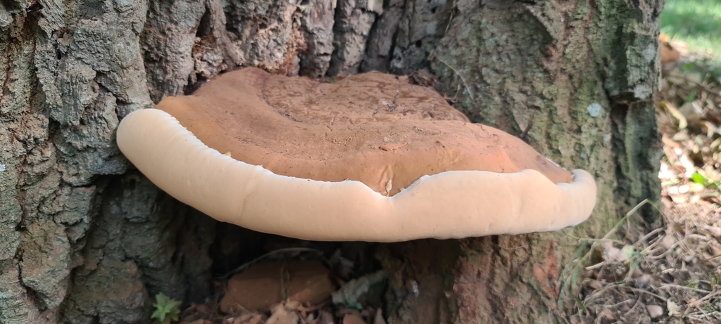 ganoderma-resinaceum-from-opp-post-office-slinfold-horsham-rh13-0rr