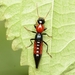 Paederus gottschei - Photo (c) WonGun Kim, kaikki oikeudet pidätetään, lähettänyt WonGun Kim