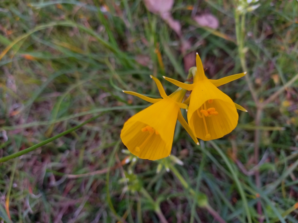 hoop-petticoat daffodil from Bourke St opp East Richmond Station ...