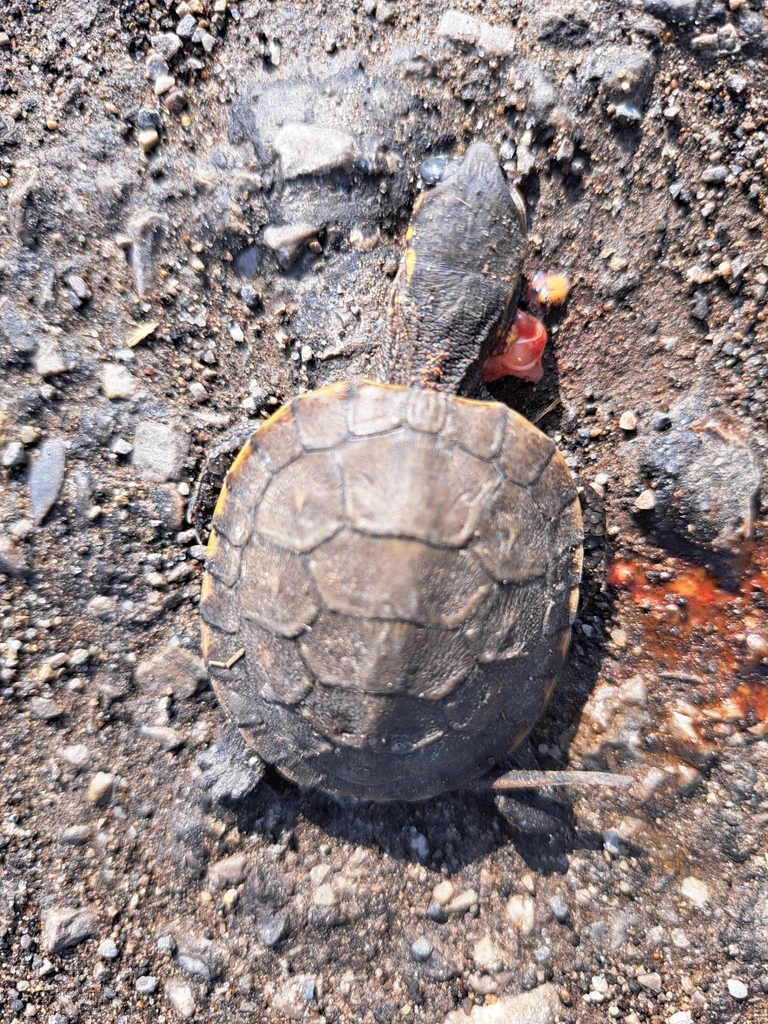 Blanding's Turtle in September 2023 by Dave Traplin · iNaturalist