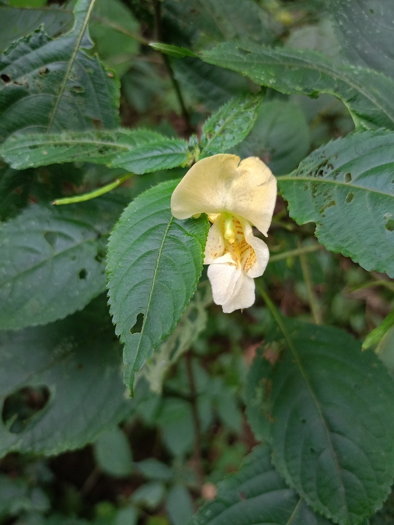 Impatiens tricornis from Garhwal Division, Uttarakhand, India on ...