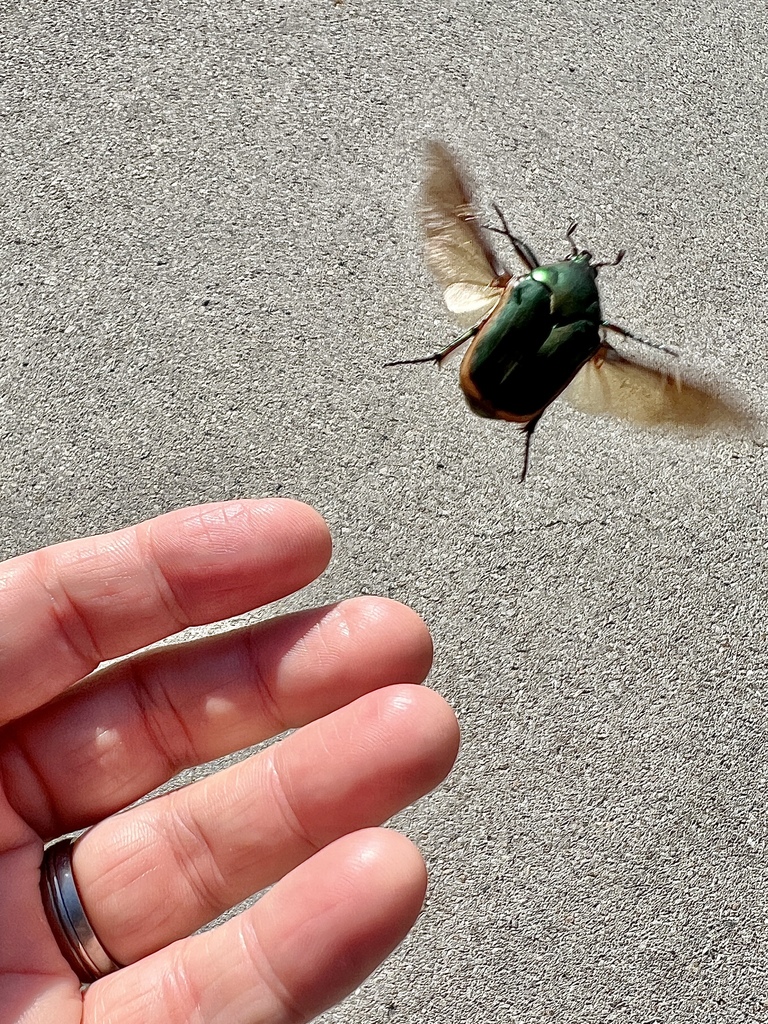 Common green june beetle in september 2023 by tadamcochran inaturalist