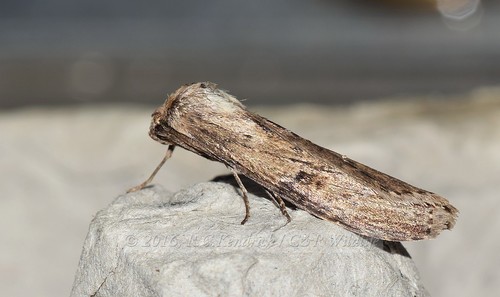 Porsica