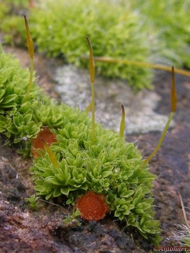 Lamprospora dictydiola