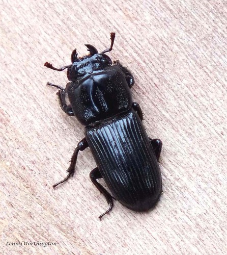 Figulus laoticus