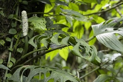 Monstera oreophila image