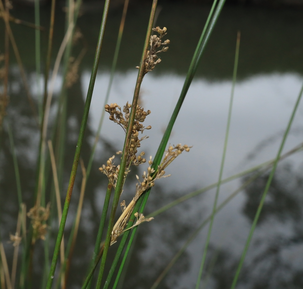 australian rush from Burwood VIC 3125, Australia on September 8, 2023 ...