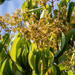 Miconia cinnamomifolia - Photo (c) Gabriel Bonfa, todos los derechos reservados, subido por Gabriel Bonfa