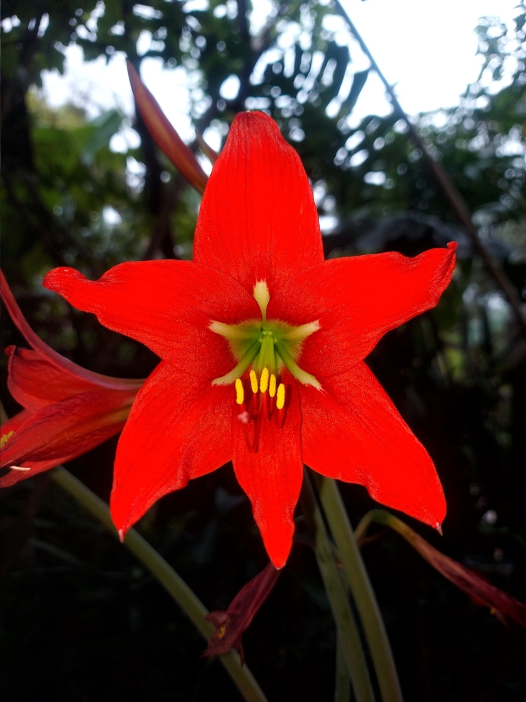 Mexican Lily in September 2023 by Luiz Kalashinov · iNaturalist