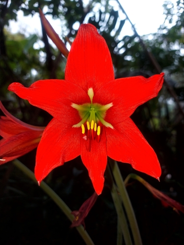 Hippeastrum reginae