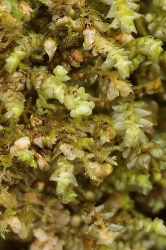 Scapania ampliata