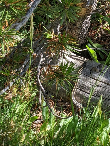 iNaturalist observation photo of Western Terrestrial Garter Snake