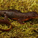 Rough-skinned Newt - Photo (c) captainjack0000, all rights reserved, uploaded by captainjack0000