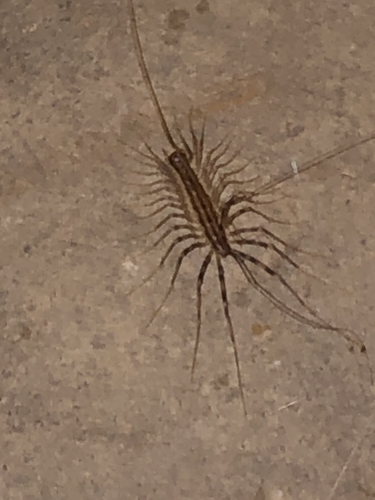 House Centipede from Alston Chapel Rd, Pittsboro, NC, US on September 7 ...