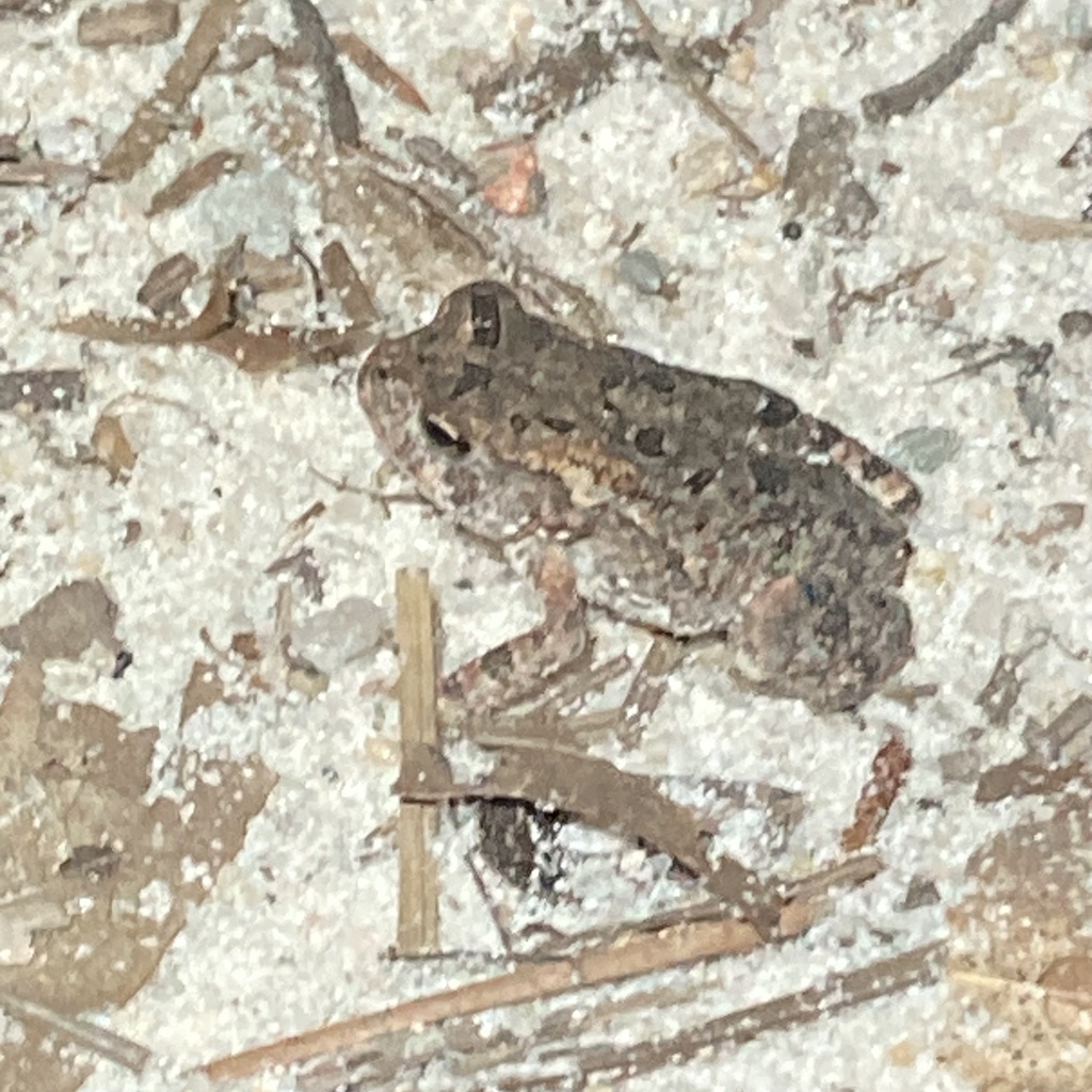 North American Toads from Raeford, NC, US on September 7, 2023 at 08:46 ...