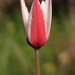 Tulipa clusiana - Photo (c) Antonia Aga, todos los derechos reservados, subido por Antonia Aga