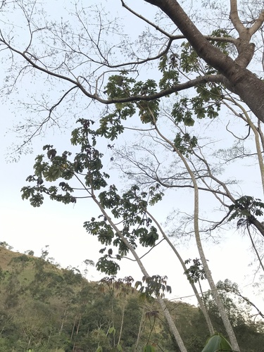 Umbauba
