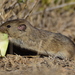 Social Vole - Photo (c) entomor, all rights reserved