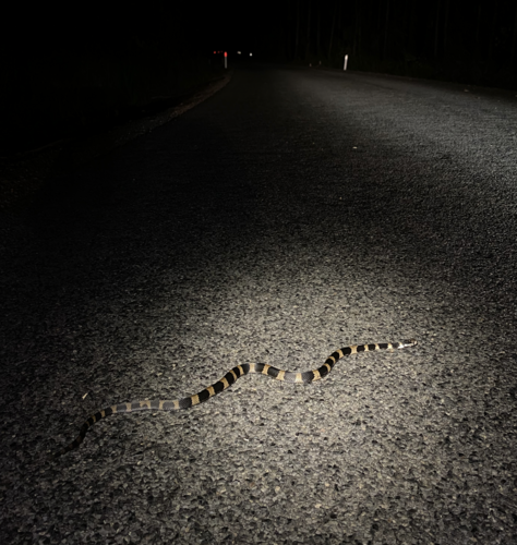 Stephens' Banded Snake sighting
