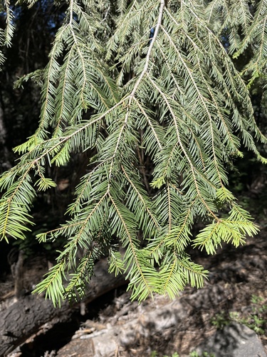 white fir