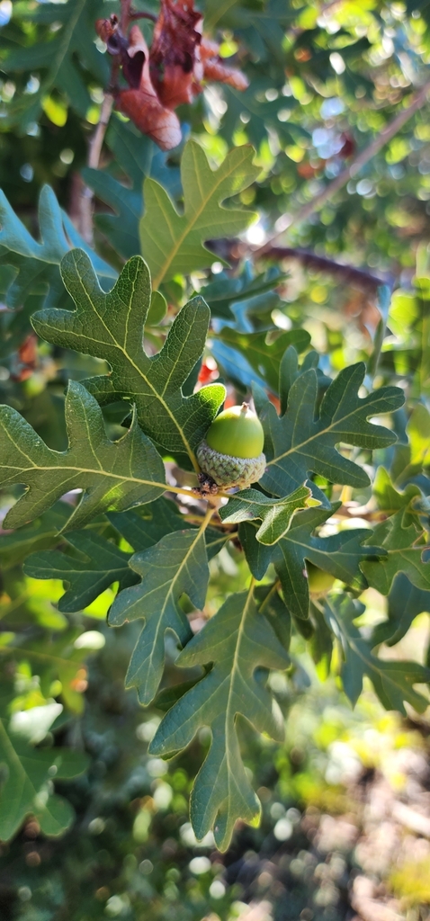 Gambel Oak from Sanpete County, UT, USA on September 7, 2023 at 09:46 ...